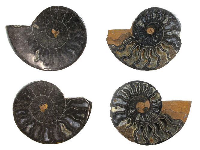 Black, Cut & Polished, Ammonite Fossils - 1 1/2 to 2" Size - Photo 1